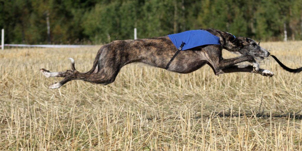 En spansk galgo som strekker ut i løp på Lure coursing banen