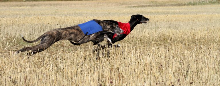 Spansk galgo løper Lure Coursing