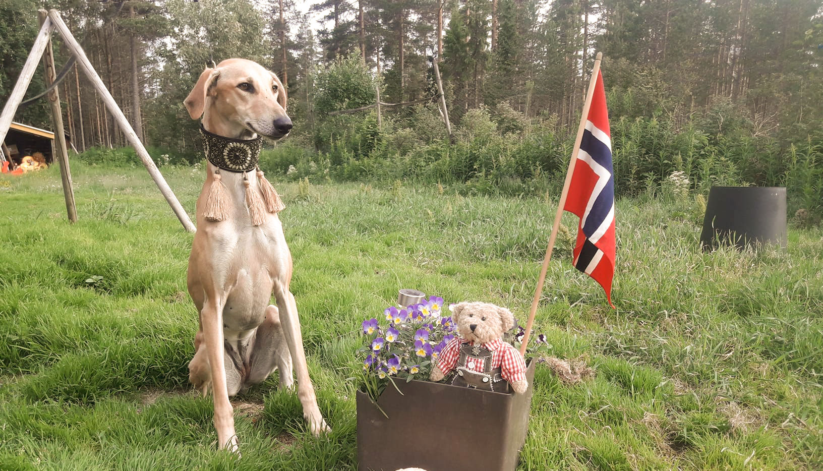 Sloughi sitter med det norske flagget